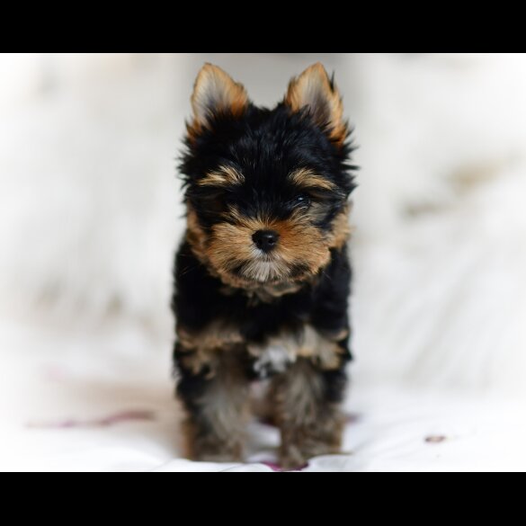 Yorkshire Terrier - Both