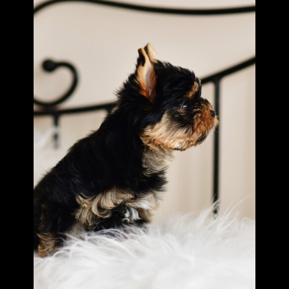 Yorkshire Terrier - Both