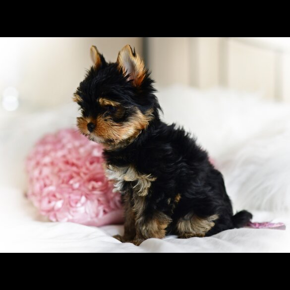 Yorkshire Terrier - Both