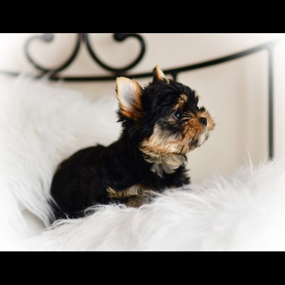 Yorkshire Terrier - Both