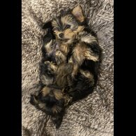 Yorkshire Terrier - Both