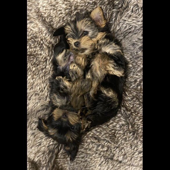 Yorkshire Terrier - Both