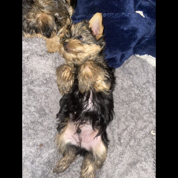 Yorkshire Terrier - Both