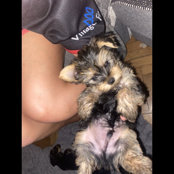 Yorkshire Terrier - Both