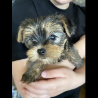 Yorkshire Terrier - Both