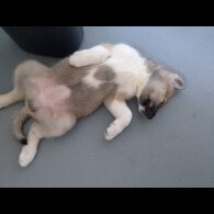 Akita - Both