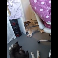 Akita - Both