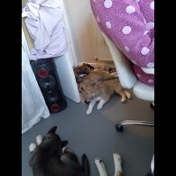 Akita - Both