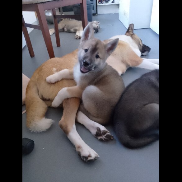 Akita - Both