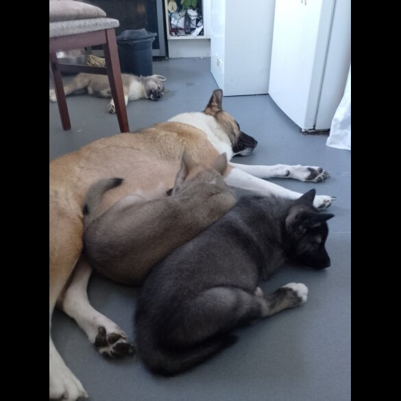 Akita - Both