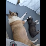 Akita - Both
