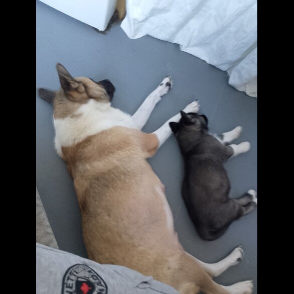 Akita - Both