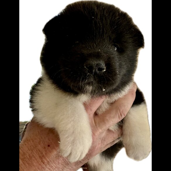 Akita - Both