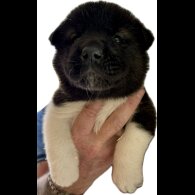 Akita - Both