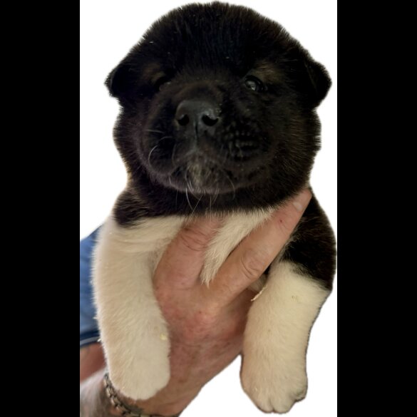 Akita - Both