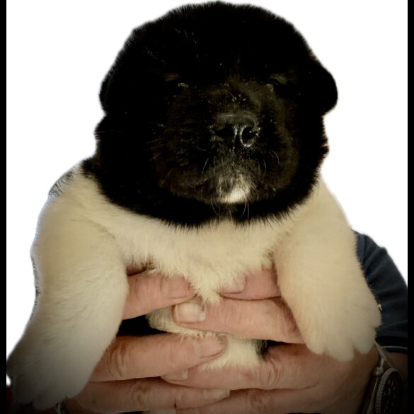 Akita - Both
