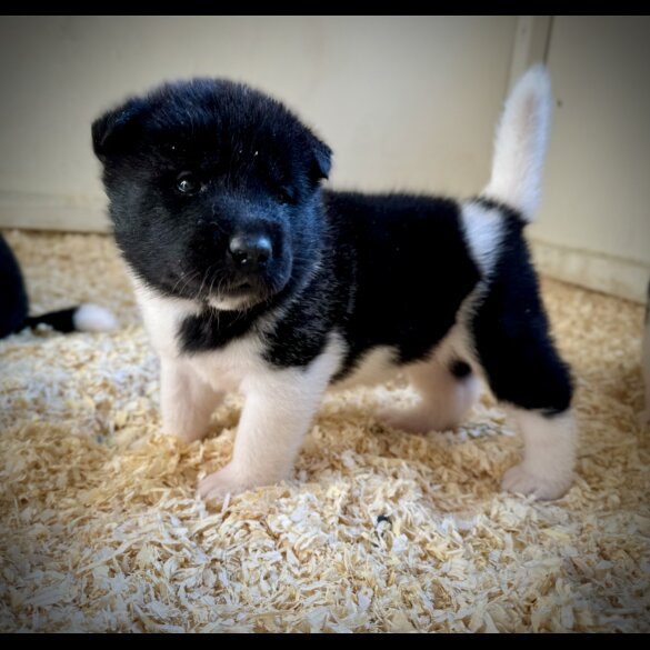 Akita - Both