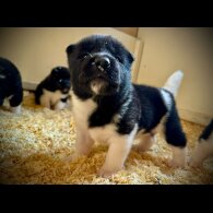 Akita - Both