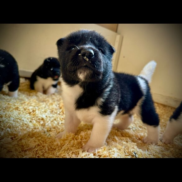Akita - Both