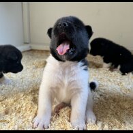 Akita - Both