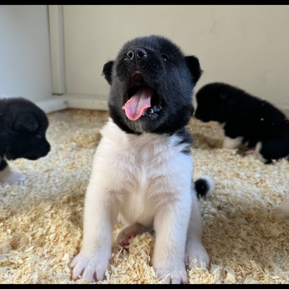 Akita - Both
