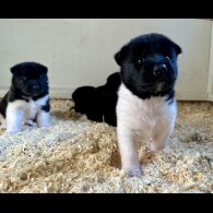 Akita - Both