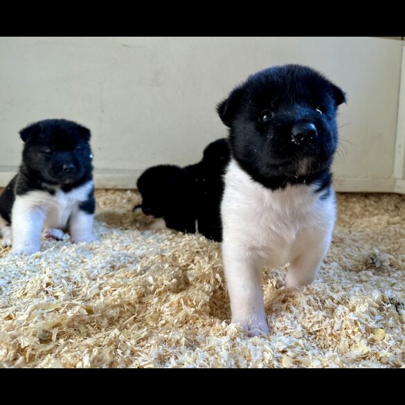 Akita - Both