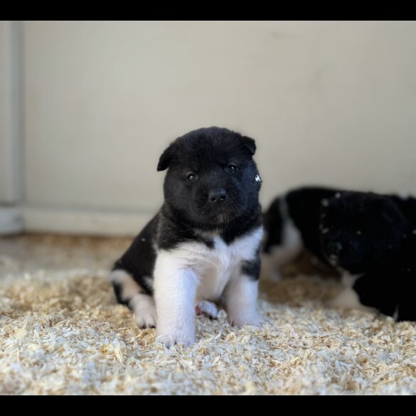 Akita - Both