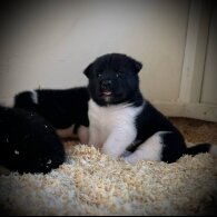 Akita - Both