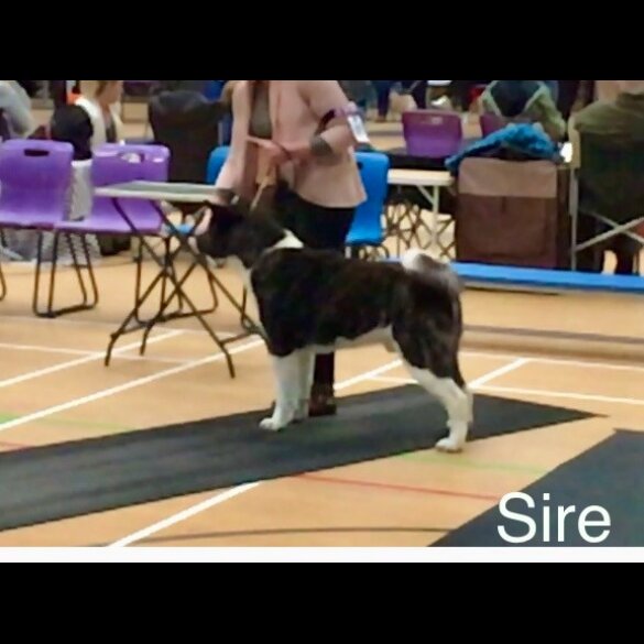 Akita - Both