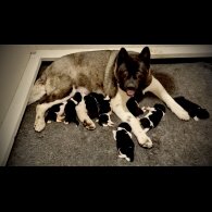 Akita - Both