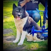 Akita - Both