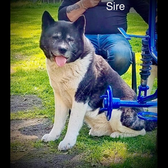 Akita - Both