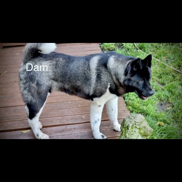 Akita - Both