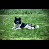 Akita - Both