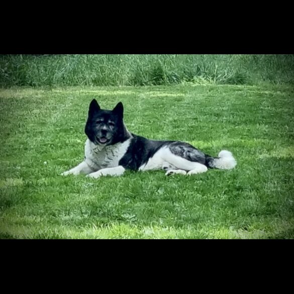 Akita - Both