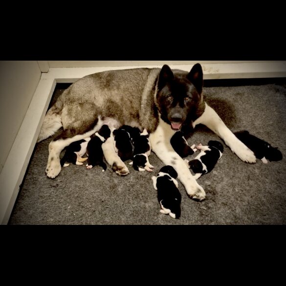 Akita - Both