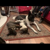 Akita - Both