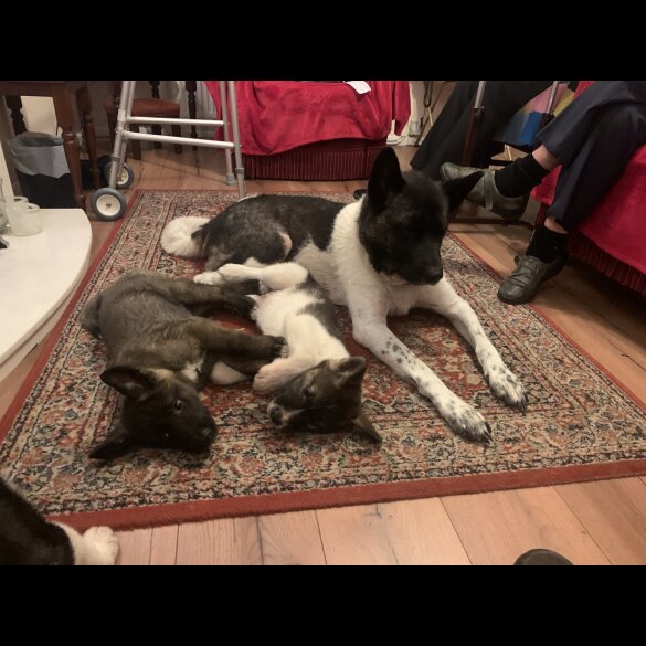 Akita - Both