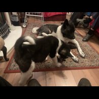 Akita - Both