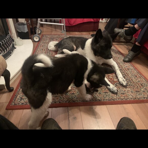 Akita - Both