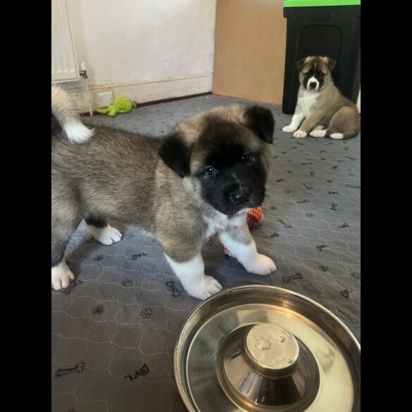 Akita - Both