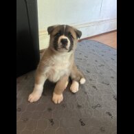 Akita - Both