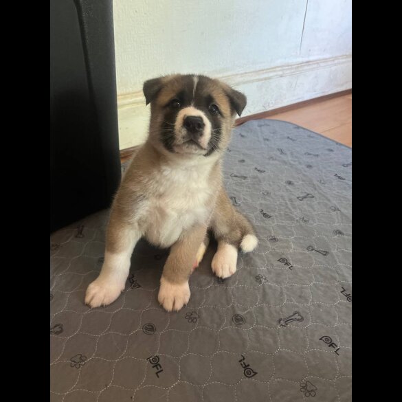 Akita - Both
