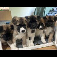 Akita - Both