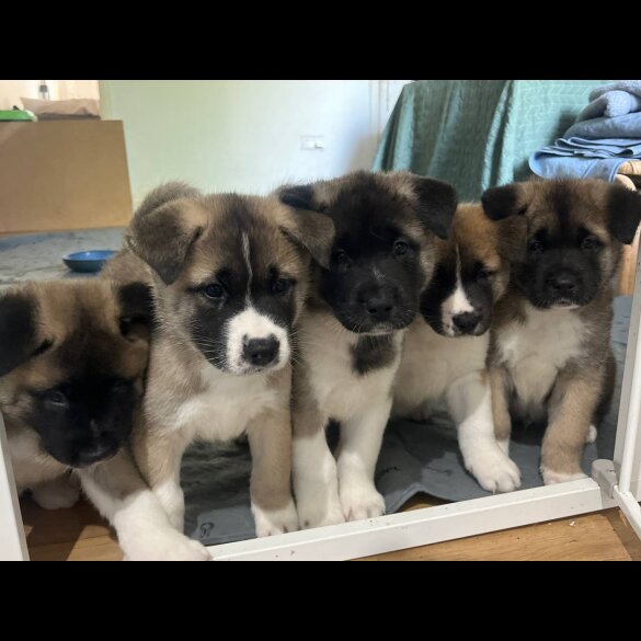 Akita - Both
