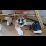Akita - Both