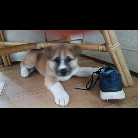 Akita - Both