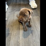 American Bulldog - Both