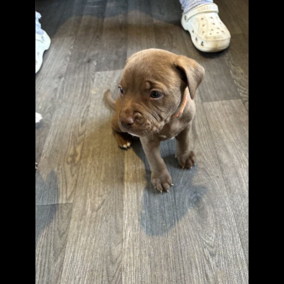 American Bulldog - Both